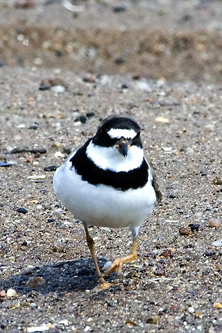 Semipalmated Plover, Sandy Point, New Haven, Connecticut