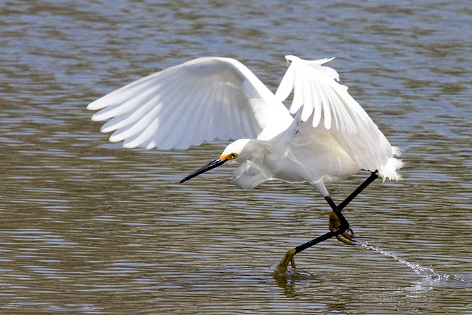 Snowy Egret, Grace K. Salmon Park, Westport, Connecticut