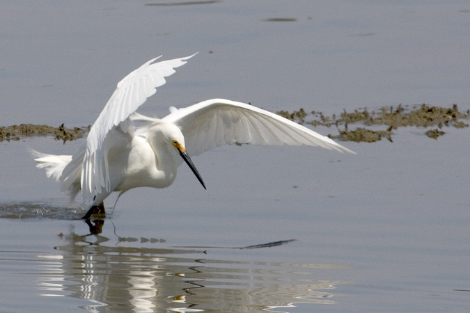 Snowy Egret, Grace K. Salmon Park, Westport, Connecticut