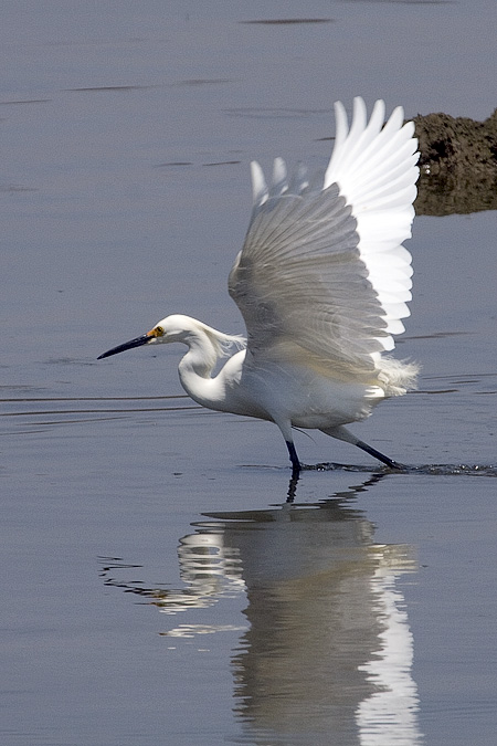 Snowy Egret, Grace K. Salmon Park, Westport, Connecticut