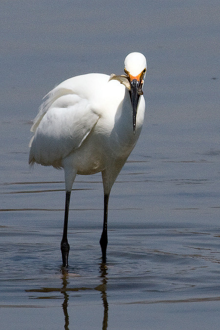 Snowy Egret, Grace K. Salmon Park, Westport, Connecticut