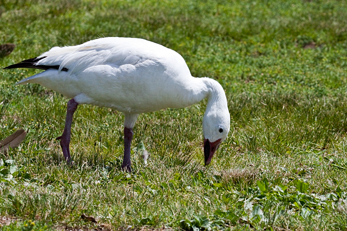 Snow Goose, Cummings Beach Park, Stamford, Connecticut