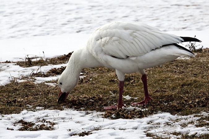 Snow Goose, Cummings Beach Park, Stamford, Connecticut