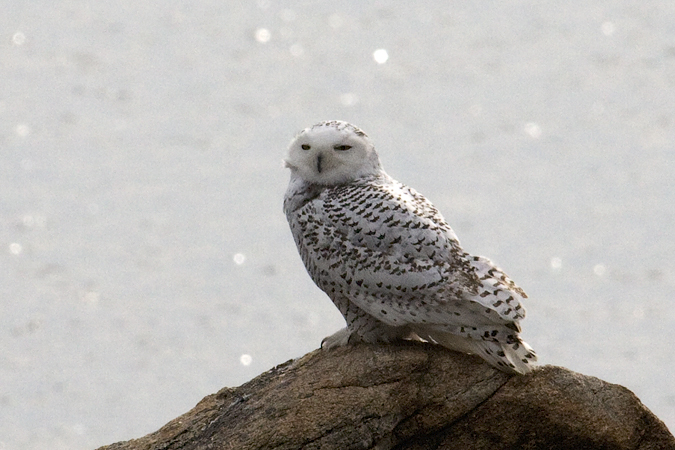 Snowy Owl at Calf Pasture Beach, Norwalk, Connecticut