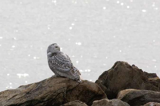 Snowy Owl at Calf Pasture Beach, Norwalk, Connecticut