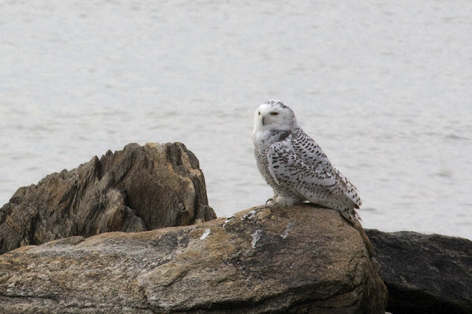 Snowy Owl at Calf Pasture Beach, Norwalk, Connecticut