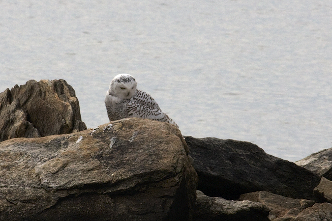 Snowy Owl at Calf Pasture Beach, Norwalk, Connecticut