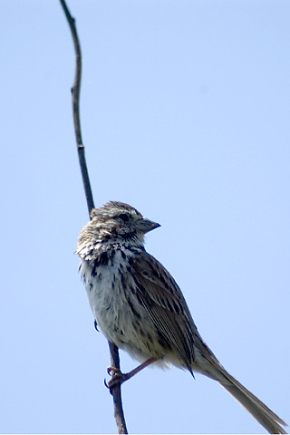 Song Sparrow at Hammonasset Beach State Park, Connecticut