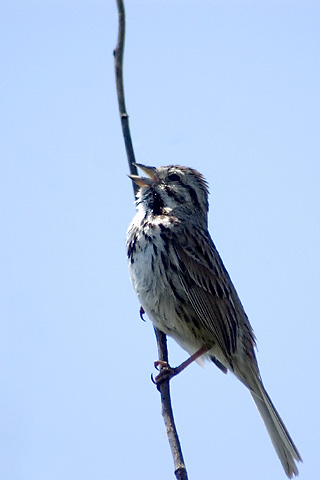 Song Sparrow at Hammonasset Beach State Park, Connecticut