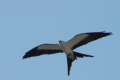 Swallow-tailed Kite at Deep River, CT