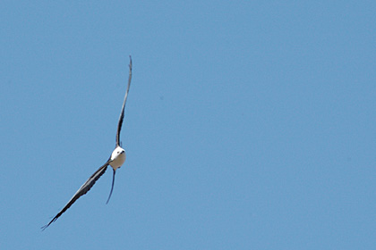 Swallow-tailed Kite at Deep River, CT