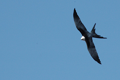 Swallow-tailed Kite at Deep River, CT