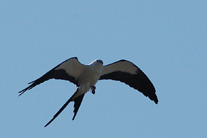 Swallow-tailed Kite at Deep River, CT