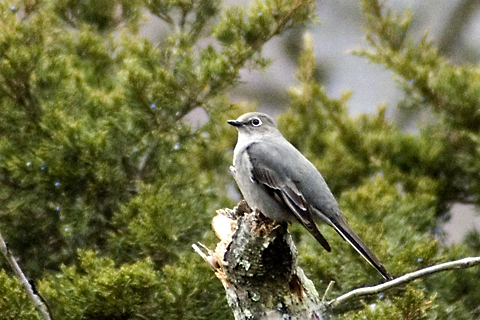 Townsend's Solitaire, Sleeping Giant State Park, Hamden, Connecticut