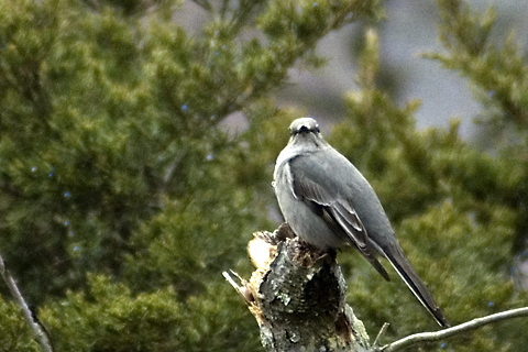 Townsend's Solitaire, Sleeping Giant State Park, Hamden, Connecticut