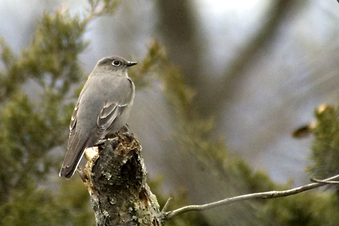 Townsend's Solitaire, Sleeping Giant State Park, Hamden, Connecticut