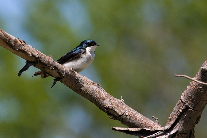 Tree Swallow, Cove Island Wildlife Sanctuary, Stamford, Connecticut