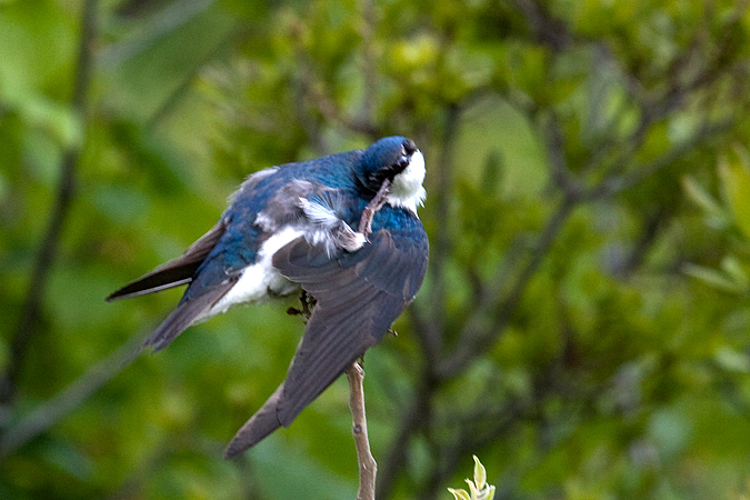 Tree Swallow, Cove Island Wildlife Sanctuary, Stamford, Connecticut