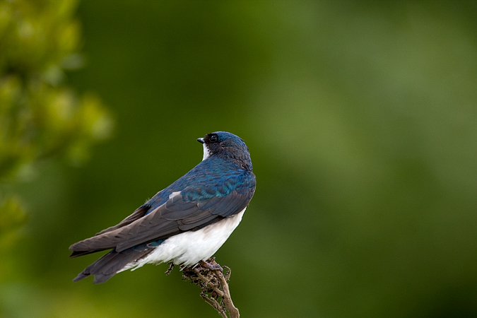 Tree Swallow, Cove Island Wildlife Sanctuary, Stamford, Connecticut