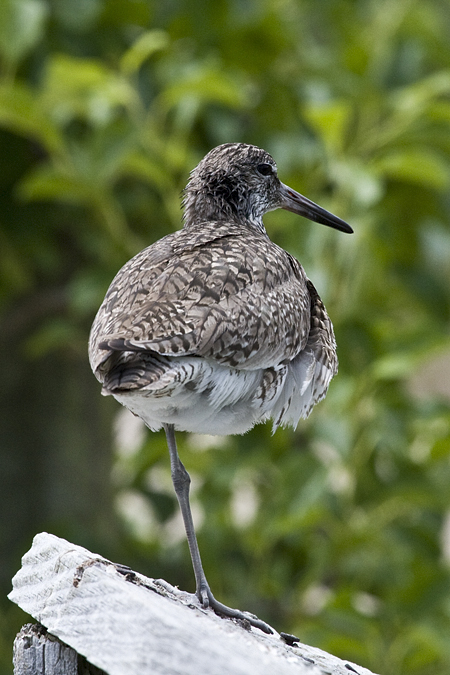 Willet, Hammonasset Beach State Park, Madison, Connecticut