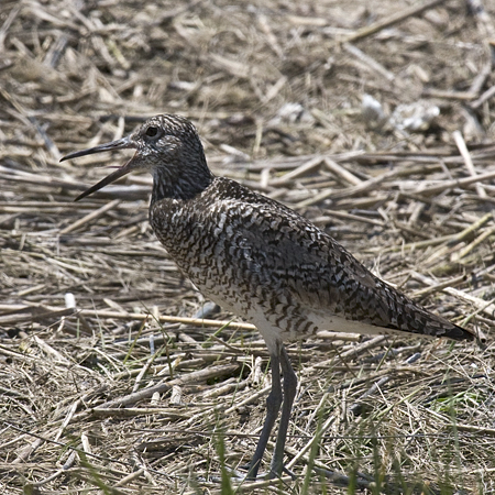 Willet, Hammonasset Beach State Park, Madison, Connecticut