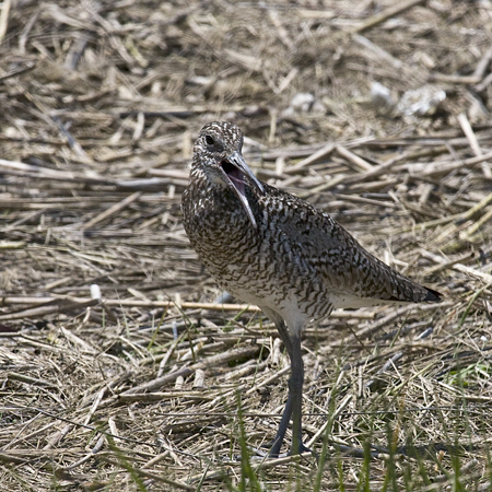 Willet, Hammonasset Beach State Park, Madison, Connecticut