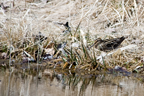 Wilson's Snipe, Sherwood Island State Park, Westport, Connecticut