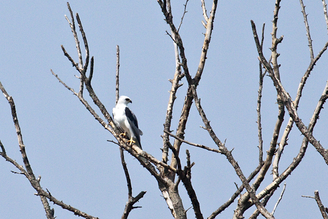 White-tailed Kite at Short Beach, Stratford, Connecticut