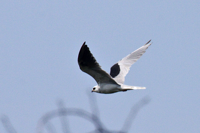 White-tailed Kite at Short Beach, Stratford, Connecticut