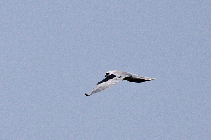 White-tailed Kite at Short Beach, Stratford, Connecticut