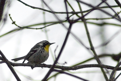 Yellow-throated Warbler, East Haven, Connecticut