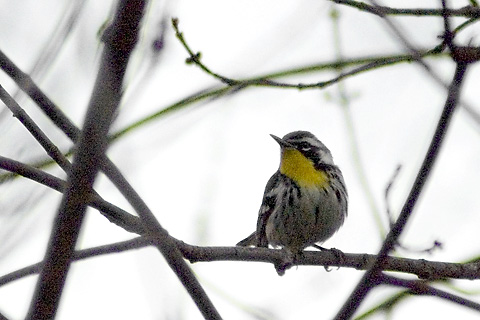 Yellow-throated Warbler, East Haven, Connecticut