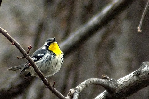 Yellow-throated Warbler, East Haven, Connecticut