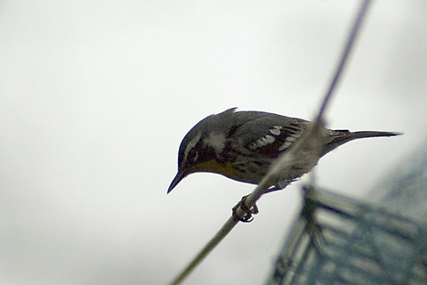 Yellow-throated Warbler, East Haven, Connecticut