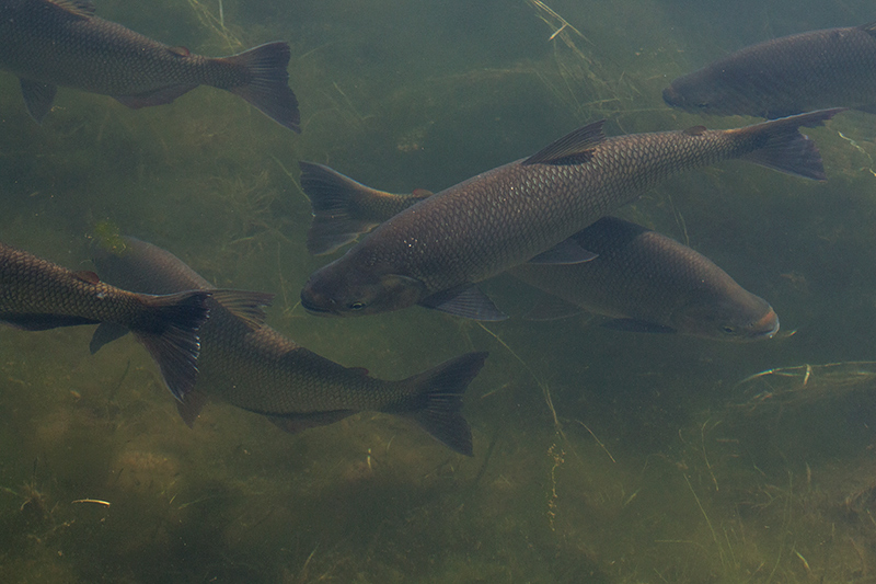 Fish Pond, Pousada Jardim da Amazonia, Brazil