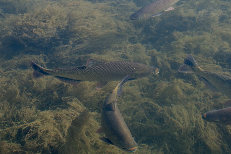 Fish Pond, Pousada Jardim da Amazonia, Brazil