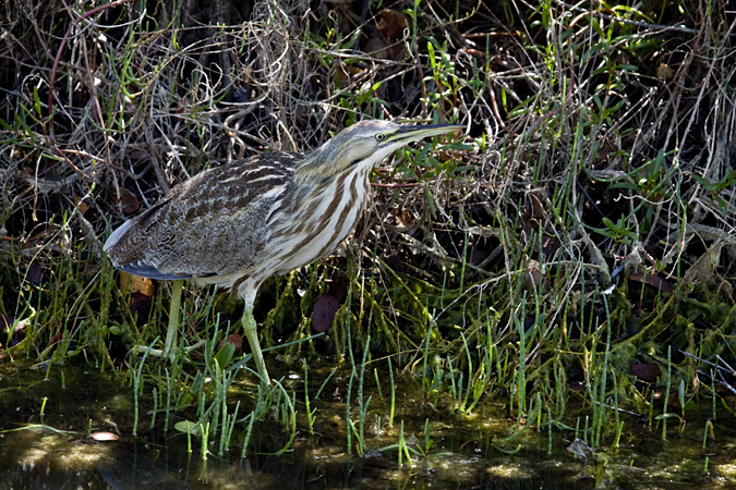 American Bittern, Merritt Island National Wildlife Refuge, Florida