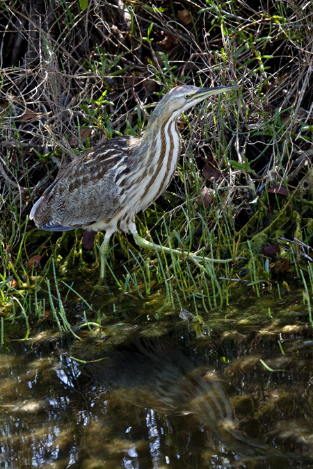 American Bittern, Merritt Island National Wildlife Refuge, Florida