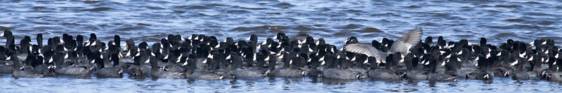 American Coot, Merritt Island National Wildlife Refuge, Florida