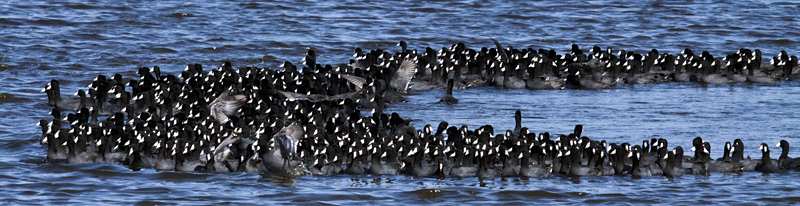 American Coot, Merritt Island National Wildlife Refuge, Florida