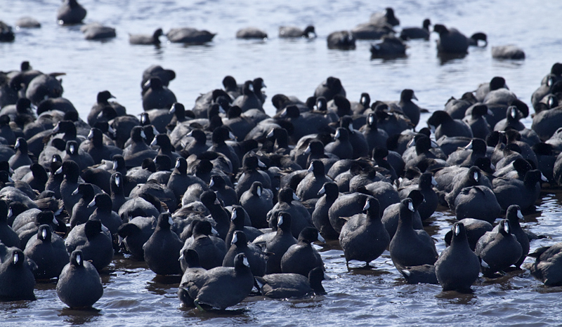 American Coot, Merritt Island National Wildlife Refuge, Florida