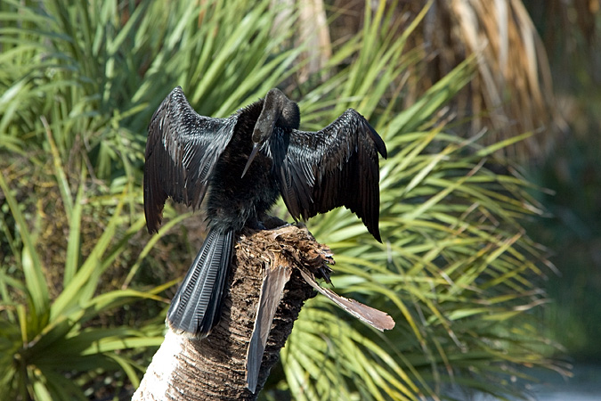 Anhinga, Green Cay Wetlands, Boynton Beach, Florida