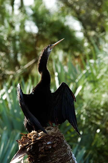 Anhinga, Green Cay Wetlands, Boynton Beach, Florida