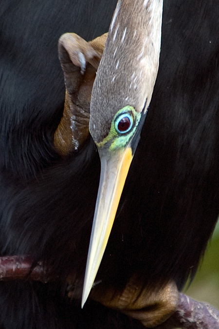 Anhinga, Wakodahatchee Wetlands, Boynton Beach, Florida