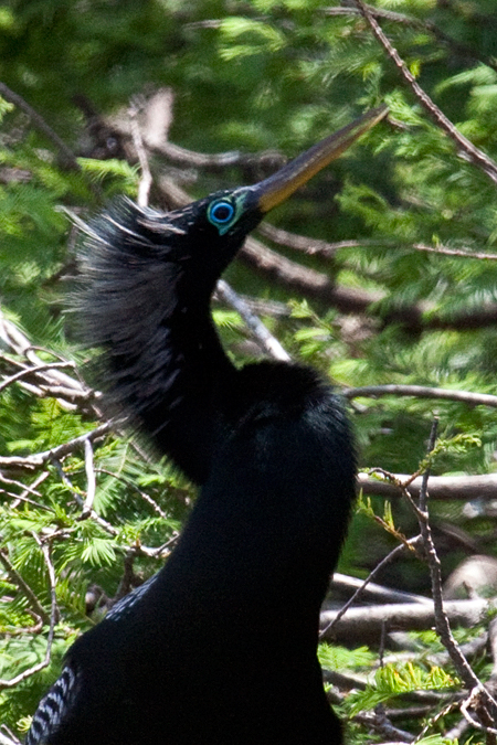 Anhinga near New Port Richey, Florida