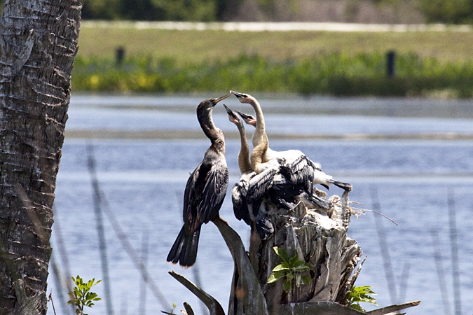 Anhinga Nestlings at Viera Wetlands, Viera Florida