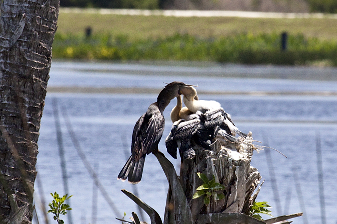 Anhinga Nestlings at Viera Wetlands, Viera Florida