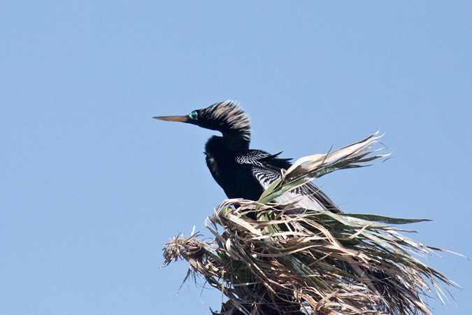 Anhingas at Viera Wetlands, Viera Florida