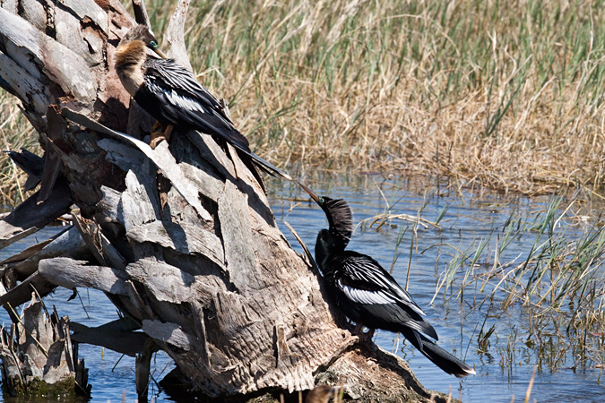 Anhingas at Viera Wetlands, Viera Florida