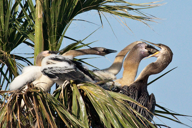 Anhinga Nestlings at Viera Wetlands, Viera Florida